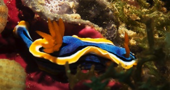 Nudibranch
